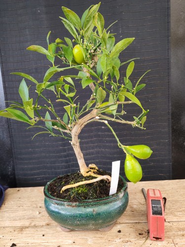 Bonsai limone 40 cm - bonsai, di
