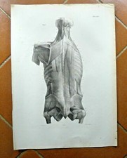Disegno antico anatomia - disegno,