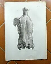 disegno antico  ANATOMIA MEDICINA 1838 IDEA REGALO MEDICO ARREDO POSTER STAMPA