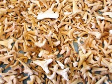 100 denti squalo - squalo, fossili