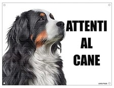 BOVARO DEL BERNESE attenti al