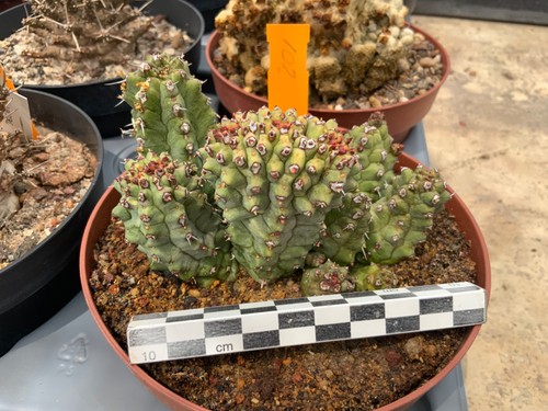 102 euphorbia polygona - euphorbia, fa