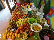 SEMI DI VITA cimelio pomodoro