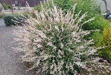 Salix integra 'Hakuro-Nishiki' / Saule crevette / Conteneur de 2 à 2.9 litres