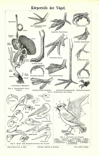 1898 uccelli anatomia - 1898,