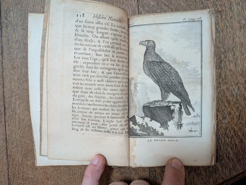 Libro antico buffon bird - buffon-,