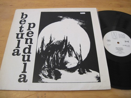 Betula pendula t - s/t, mega