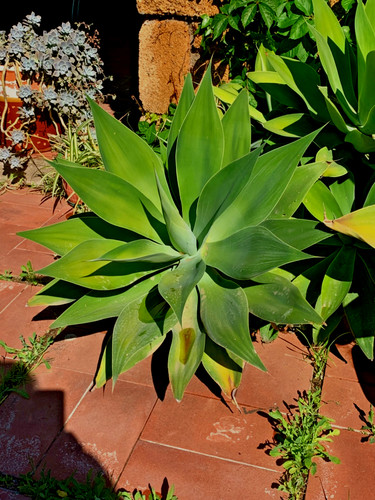 Agave attenuata diametro 85cm - diametro,