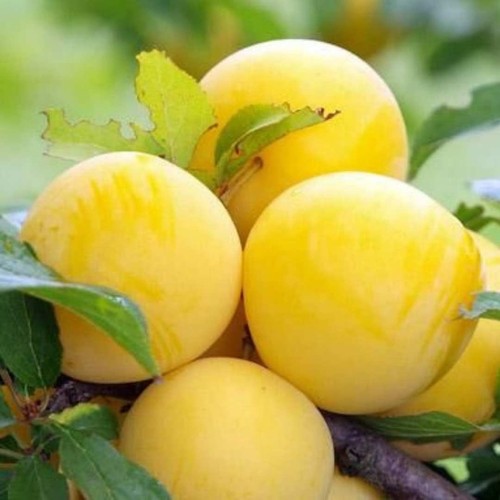 Pianta frutto susino - frutto, regina