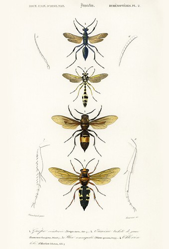 Vespa cineta eumenes - vespa,