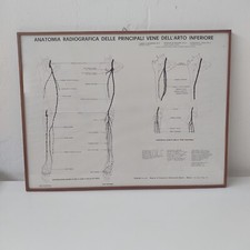 Anatomia radiografica delle
