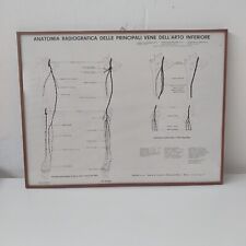 Anatomia radiografica delle principali vene dell'arto inferiore Poster Vintage