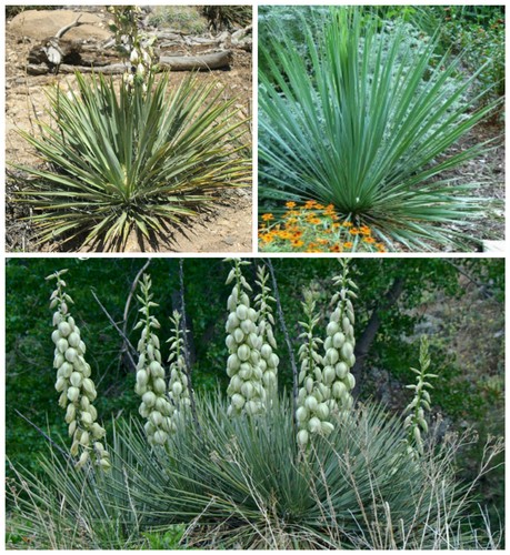 Semi yucca glauca - di, glauca=yucca