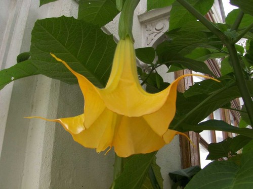 Brugmansia fiore - -,