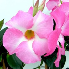 1 PIANTA DI MANDEVILLA COSMOS IN VASO DA 18CM COLORI ASSORTITI, PIANTE DA ESTER