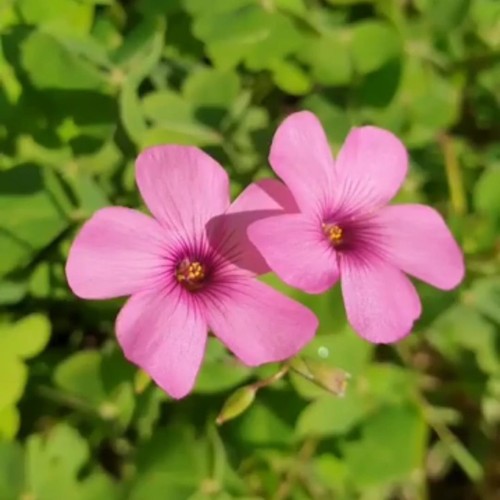 Bulbi oxalis articulata - 5,