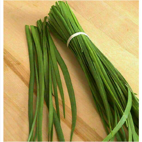Allium tuberosum aglio - tuberosum,