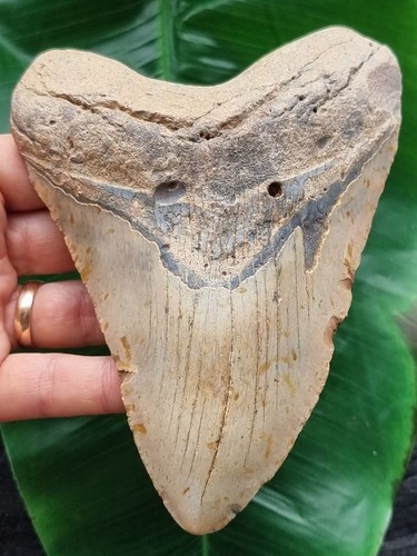 Dente chiaro del - , megalodonte