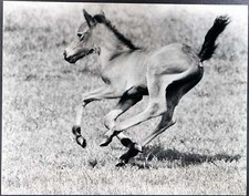 Foto vintage Puledro di razza