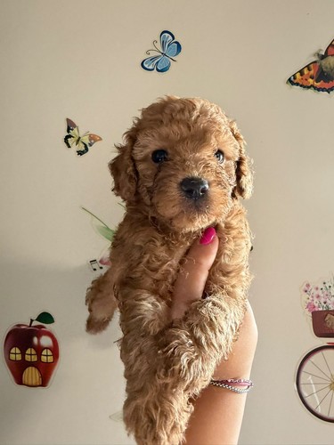 Vendo cuccioli dí barboncini