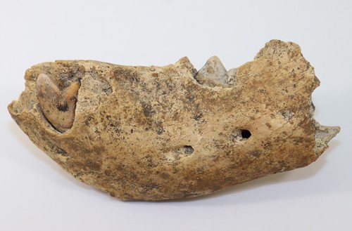 Orso delle caverne giovane - orso,