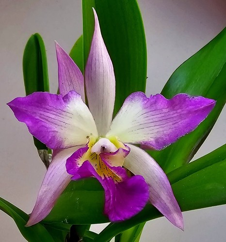 Fiore melo cattleya - fiore, di