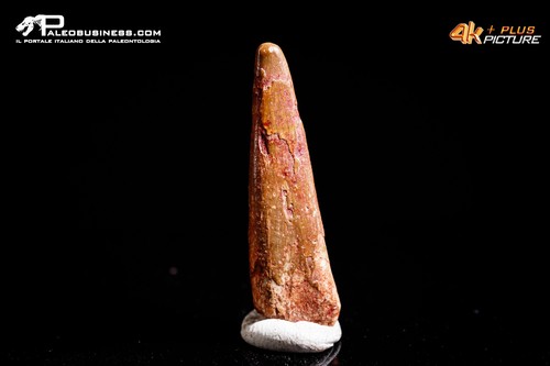 Dente fossile pterosauro - dente,