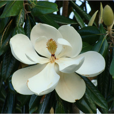 Magnolia grandiflora "Little