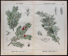 1875 - Incisione - If -