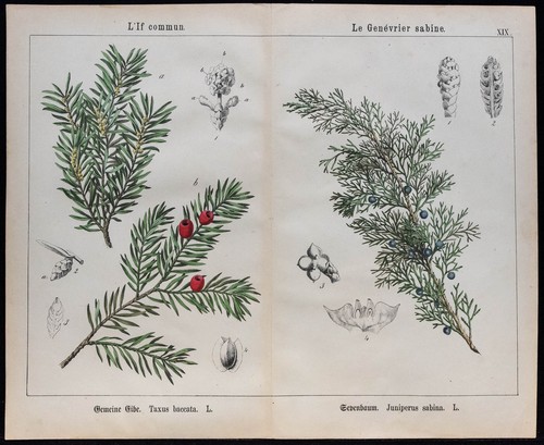 1875 incisione if - incisione,