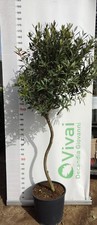 PIANTA DI ULIVO AD ALBERELLO