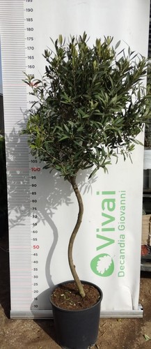 Pianta ulivo alberello - di, ad