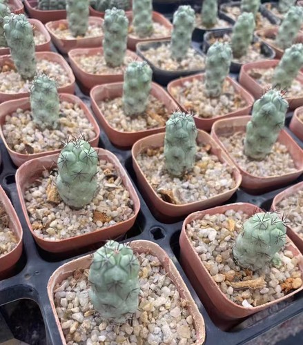 2cm ortegocactus - 1,8~2cm,