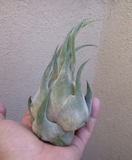 Tillandsia Seleriana Air