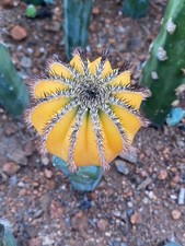 Raresucculente uebelmannia - raresucculente,