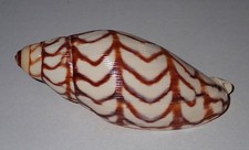 98 mm MEGA RARA Volutoconus