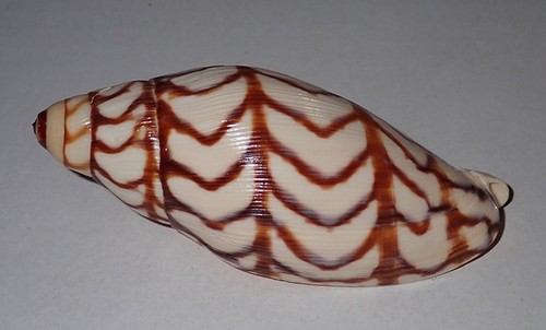 Mega rare volutoconus - mega,