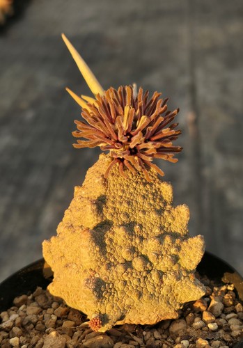 Pseudolithos cubiformis - pseudolithos,