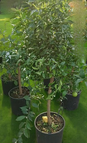 Pianta agrume mandarino - ,