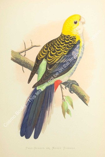 Pappagalli cattività 1884 - pappagalli,