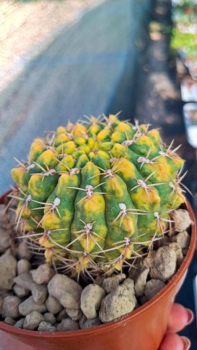 Gymnocalycium damsii variegata - damsii,