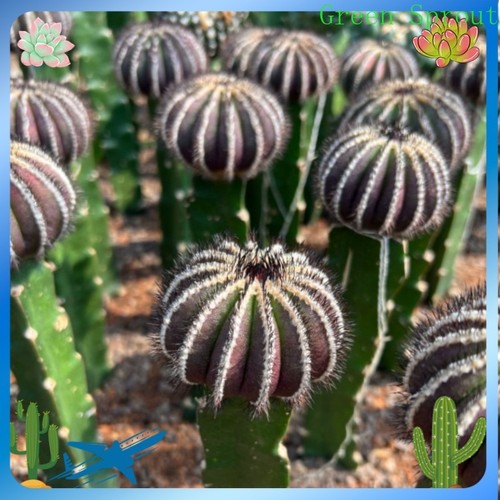 Rarosucculento uebelmannia - rarosucculento,
