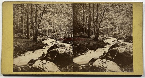 Paesaggio torrente sotto bosco - torrente,