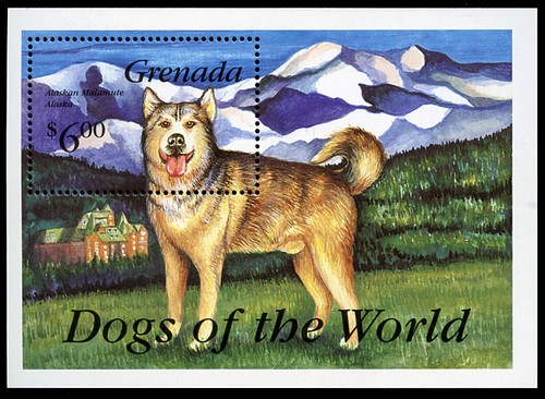 Alaskan malamute husky - alaskan,