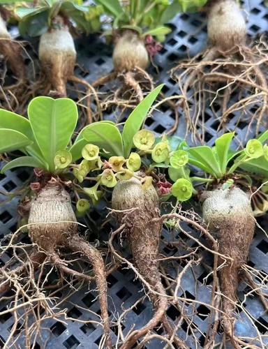 Euphorbia ramena rara - , pianta