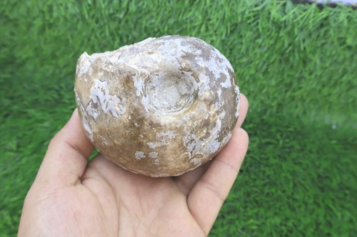 Fagesia peroni ammonite - fagesia,