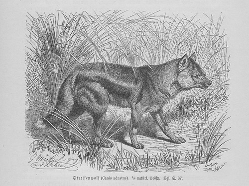 Streifenschakal canis adustus - streifenschakal,