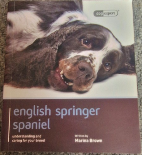 English springer spaniel dog - english,