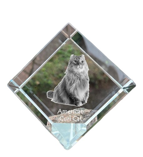 Gatto riccio americano dado - , di