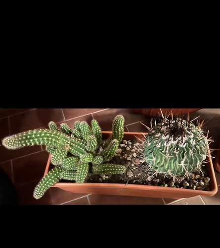 Mix cactus dimensioni - ,